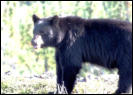 Alaska - Schwarzbär